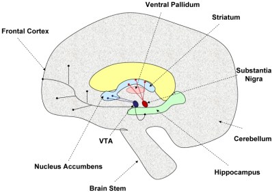 Model-of-brain-dopaminergic-tracts-This-figure-illustrates-the-known-dopaminergic.png.jpeg